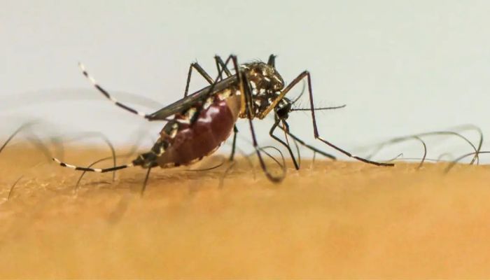  Doenças transmitidas por mosquitos serão “novo normal” na Europa 